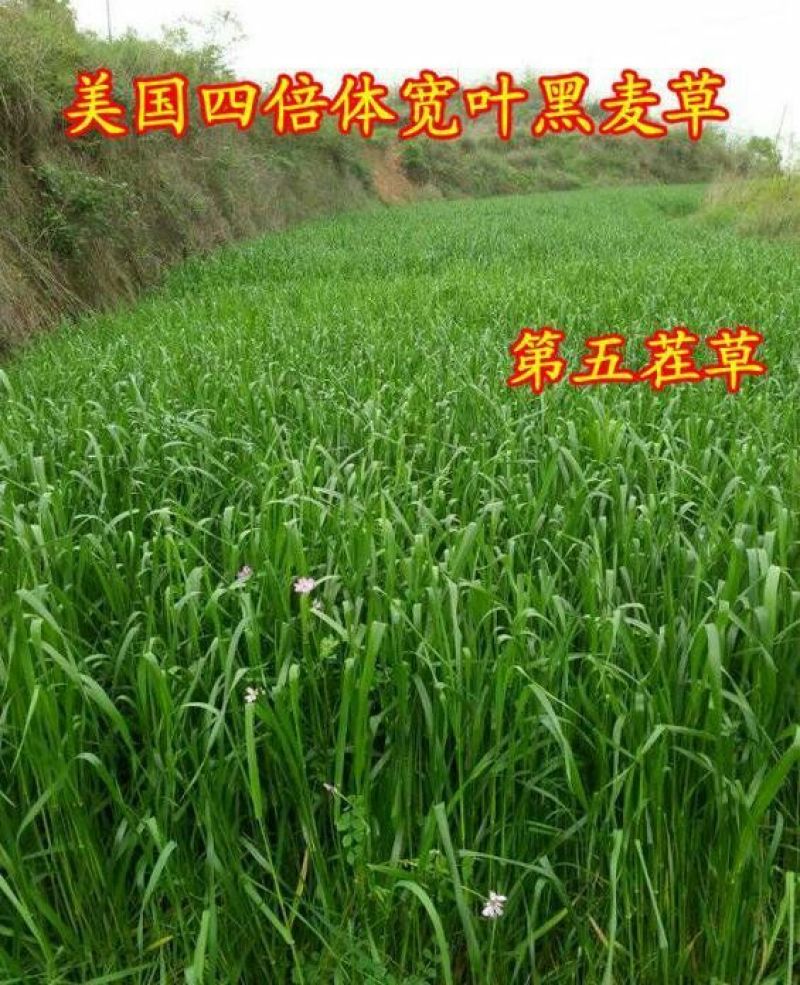多年生宽叶黑麦草种子6斤/亩包邮