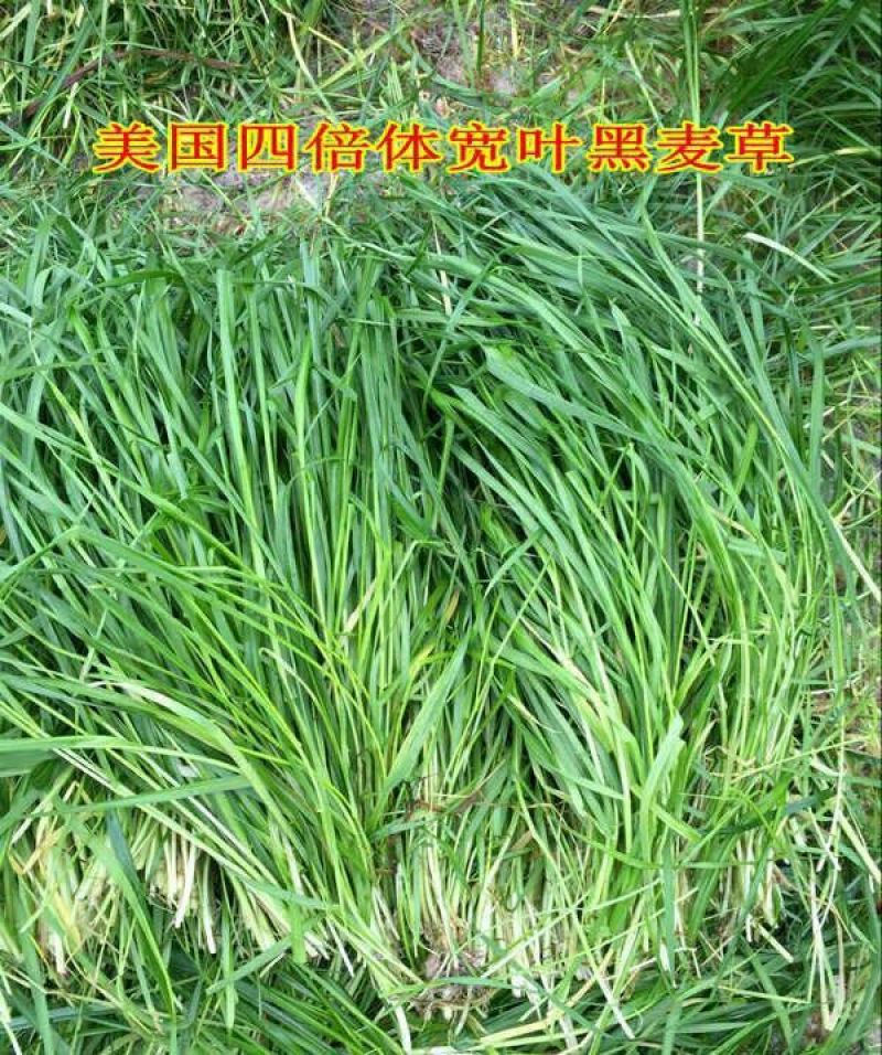 多年生宽叶黑麦草种子6斤/亩包邮