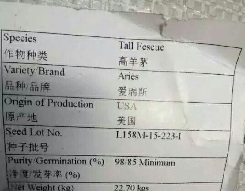 高羊茅草种种子多年生春夏秋播种(包邮)