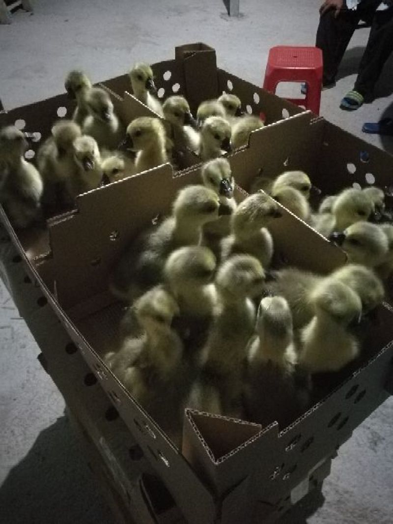 狮头鹅苗250g以下