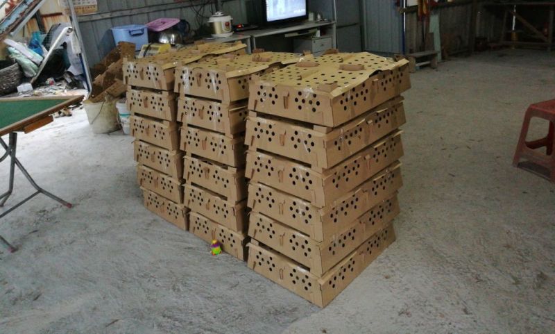 狮头鹅苗250g以下