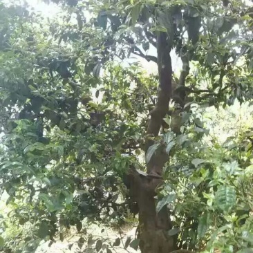 百年大树茶特级