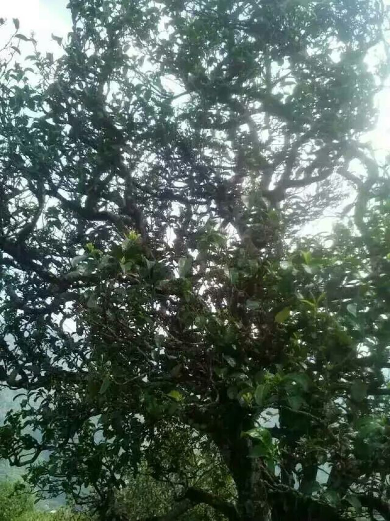 百年大树茶特级