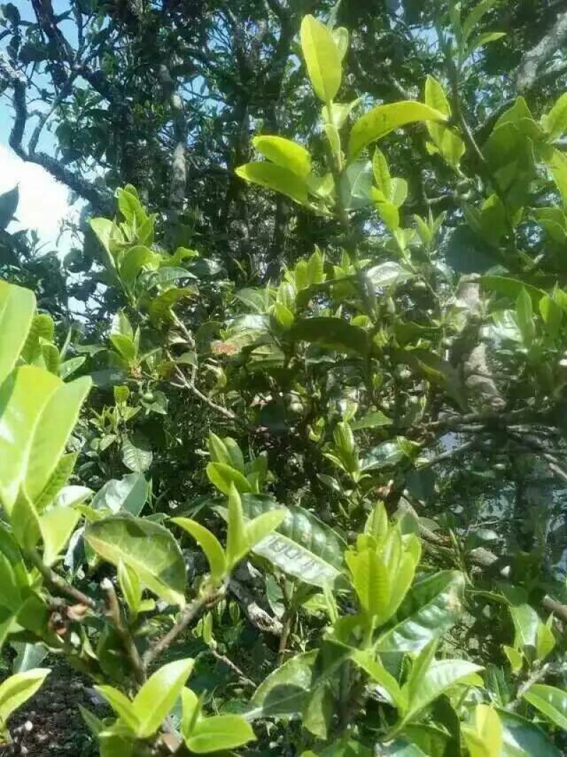 百年大树茶特级