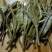 百年大树茶特级