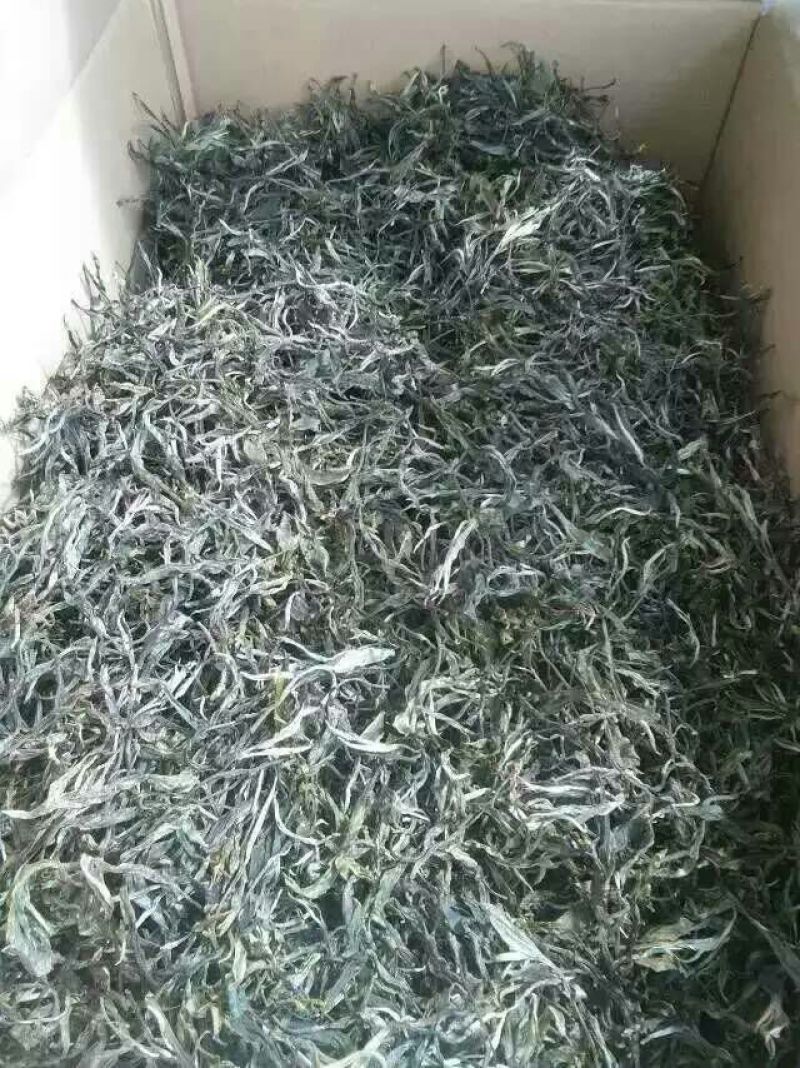 百年大树茶特级