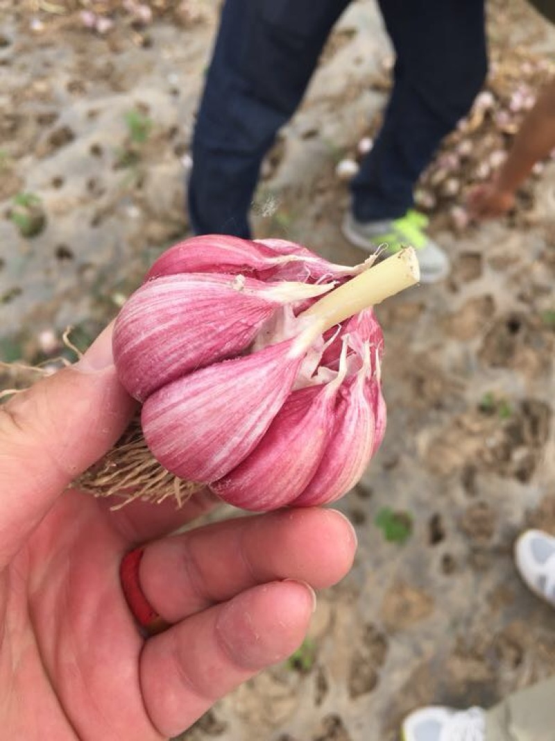 大蒜金乡大蒜代发各地市场专业储存冷库出租配资