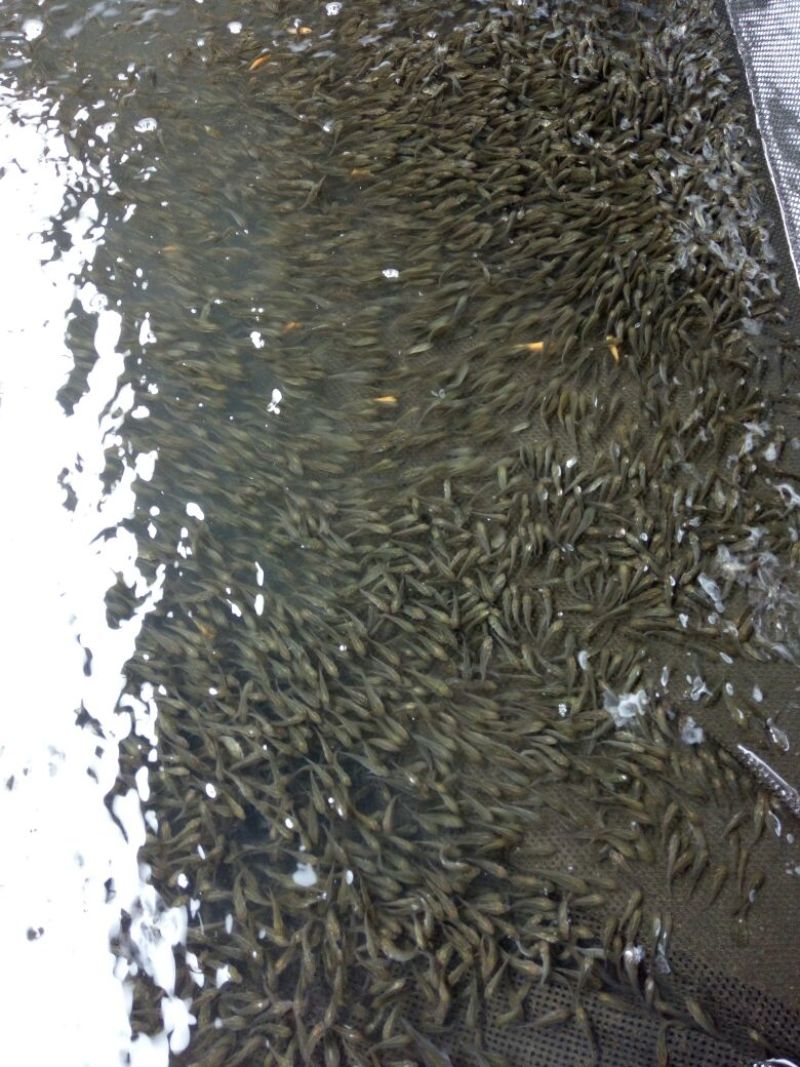 池鲤鱼鱼苗0.5公斤以下