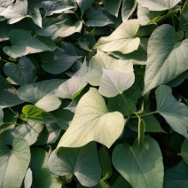 紫薯苗25~35cm