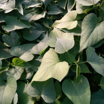紫薯苗25~35cm