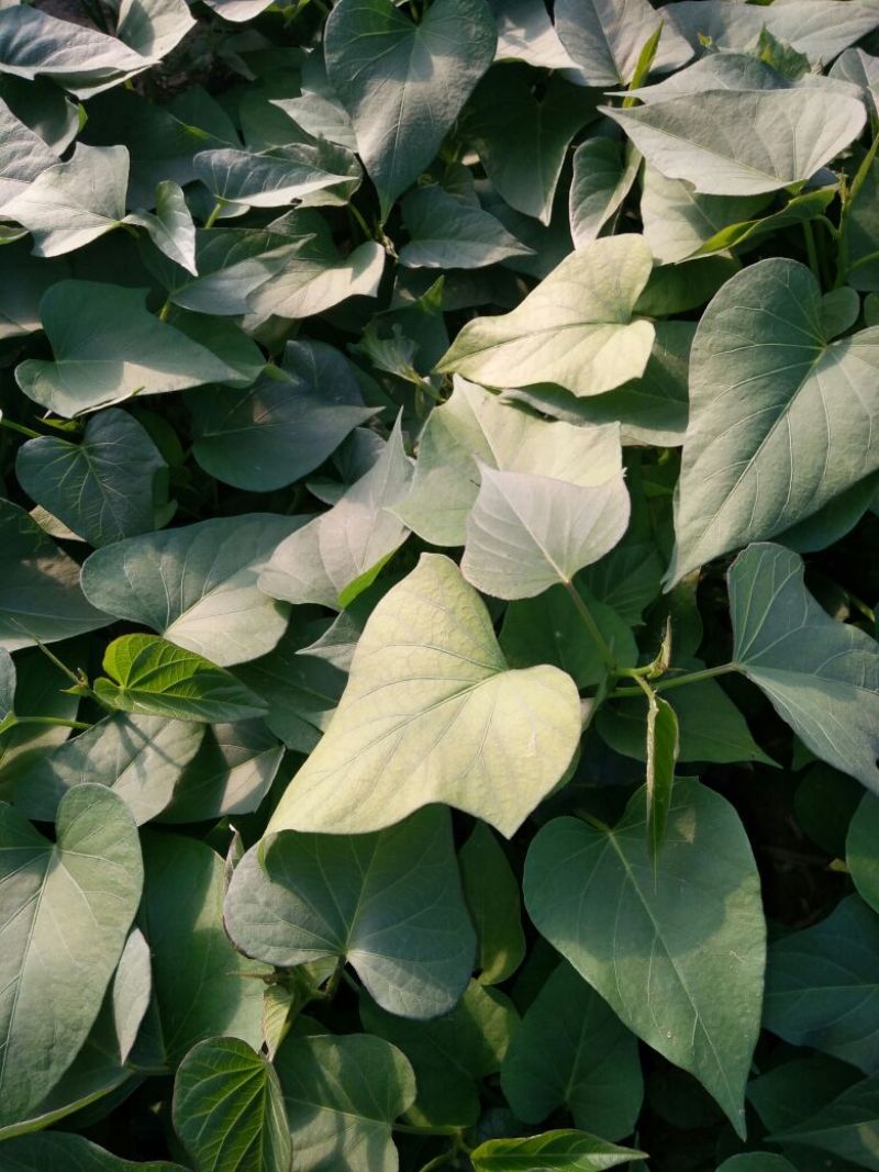 紫薯苗25~35cm