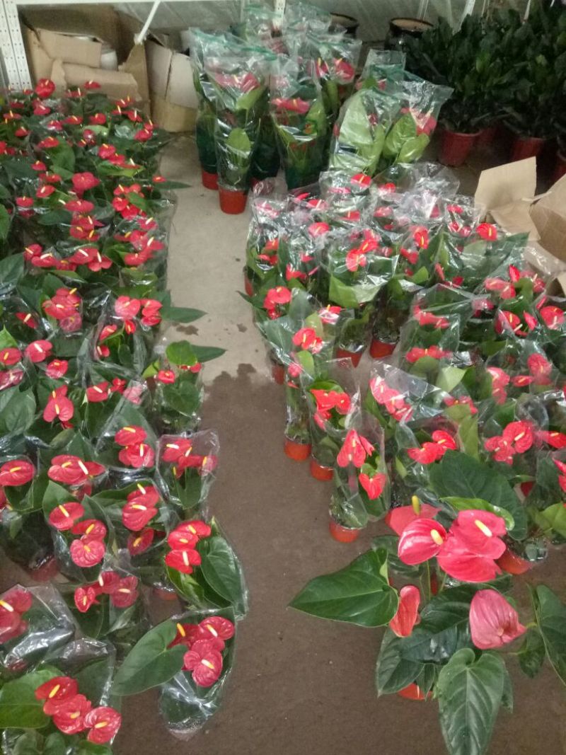 红掌3-5个花高35-40左右