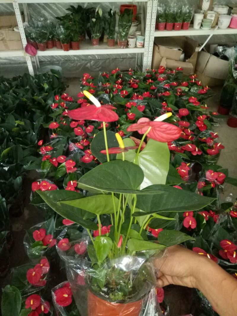 红掌3-5个花高35-40左右