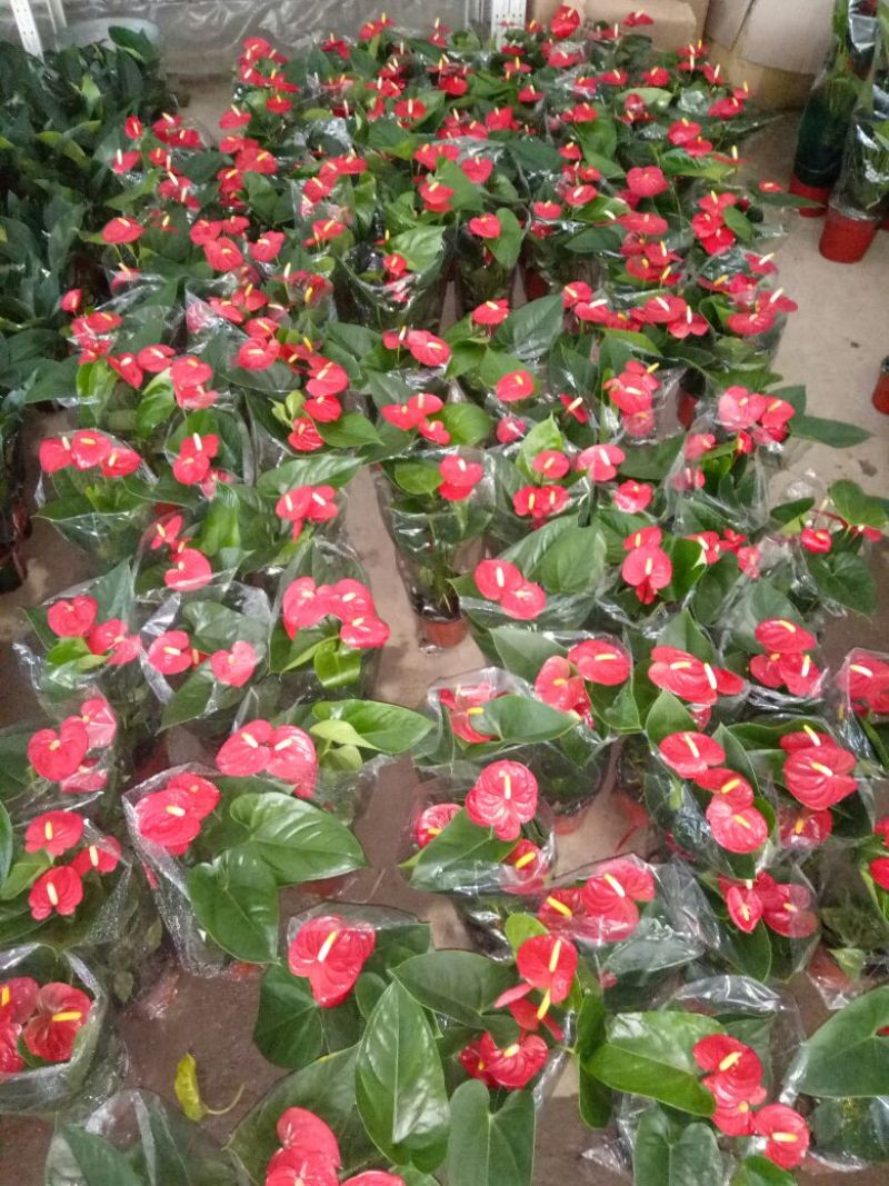 红掌3-5个花高35-40左右