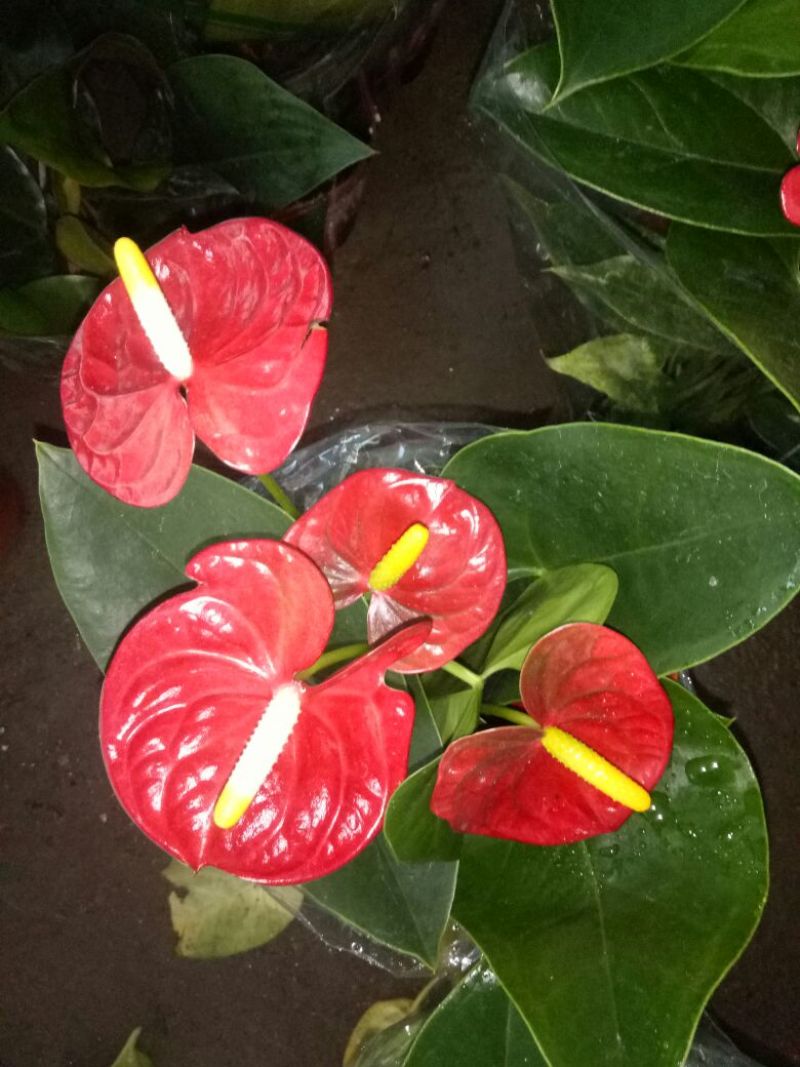 红掌3-5个花高35-40左右