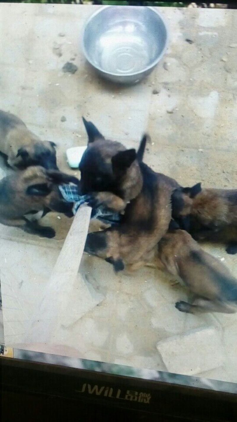 马犬母