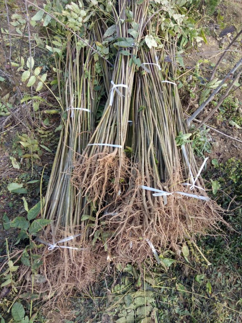 红油香椿苗包成活香椿树苗包邮