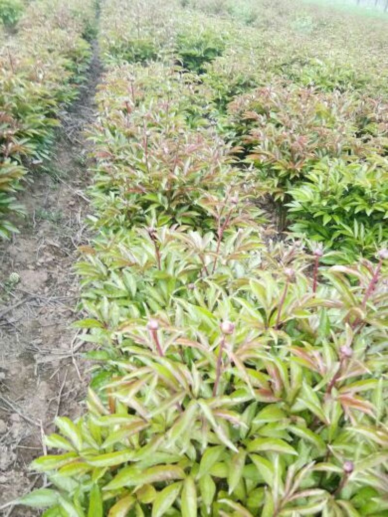 白芍种苗白芍芽，一颗三个芽头