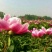 白芍种苗白芍芽，一颗三个芽头