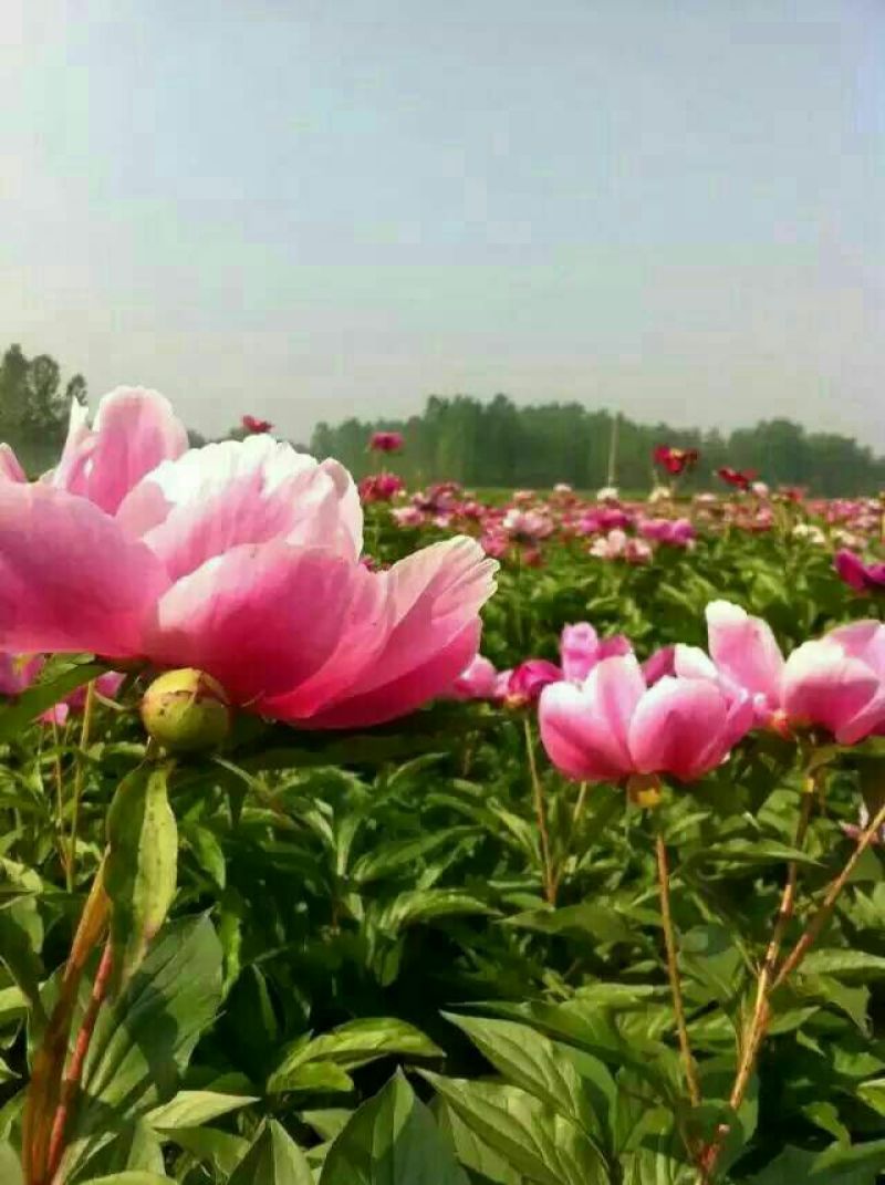 白芍种苗白芍芽，一颗三个芽头
