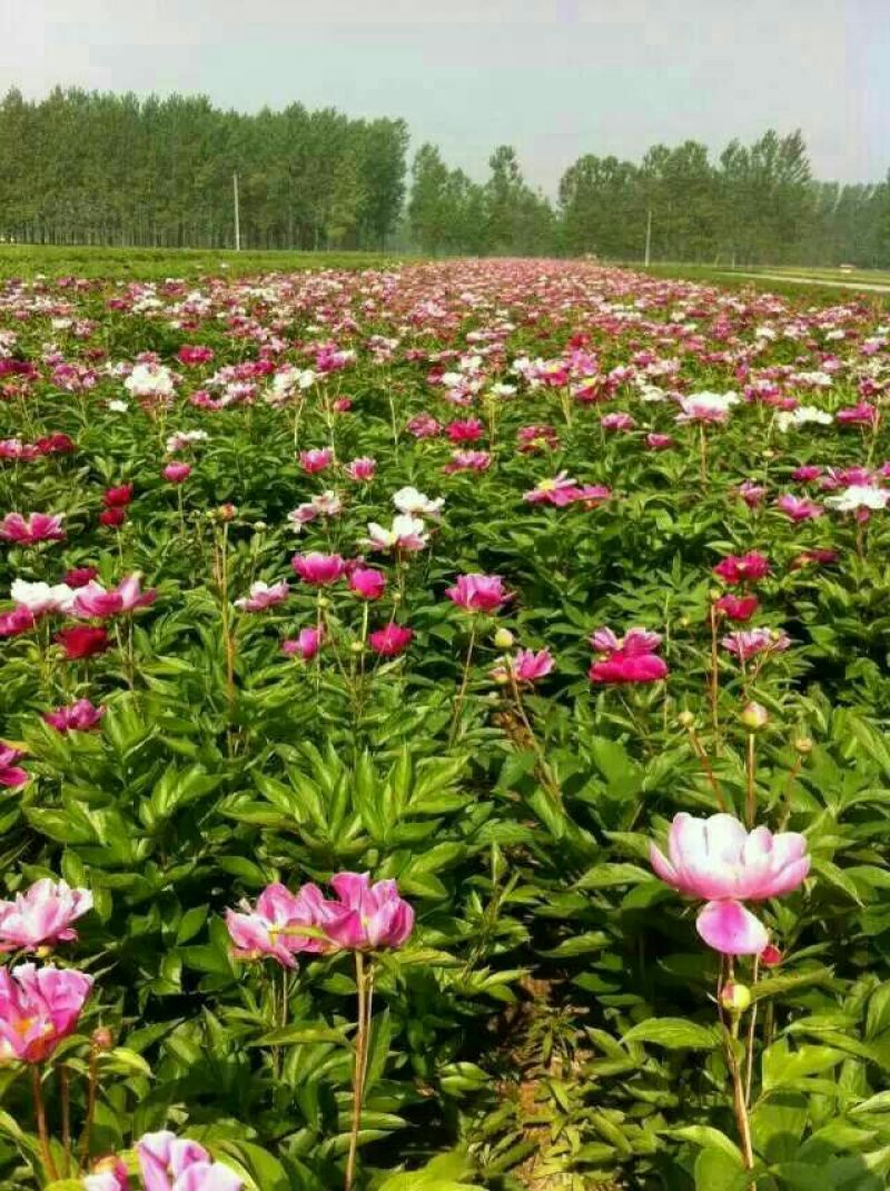 白芍种苗白芍芽，一颗三个芽头
