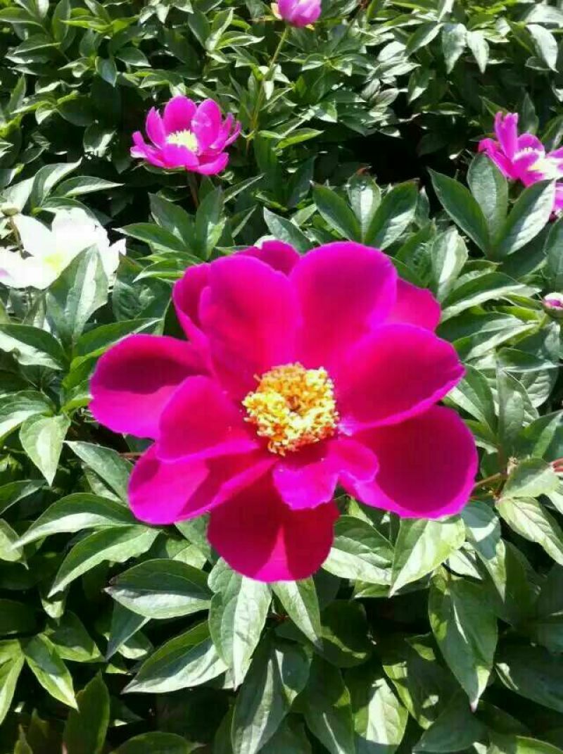 白芍种苗白芍芽，一颗三个芽头