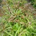 白芍种苗白芍芽，一颗三个芽头