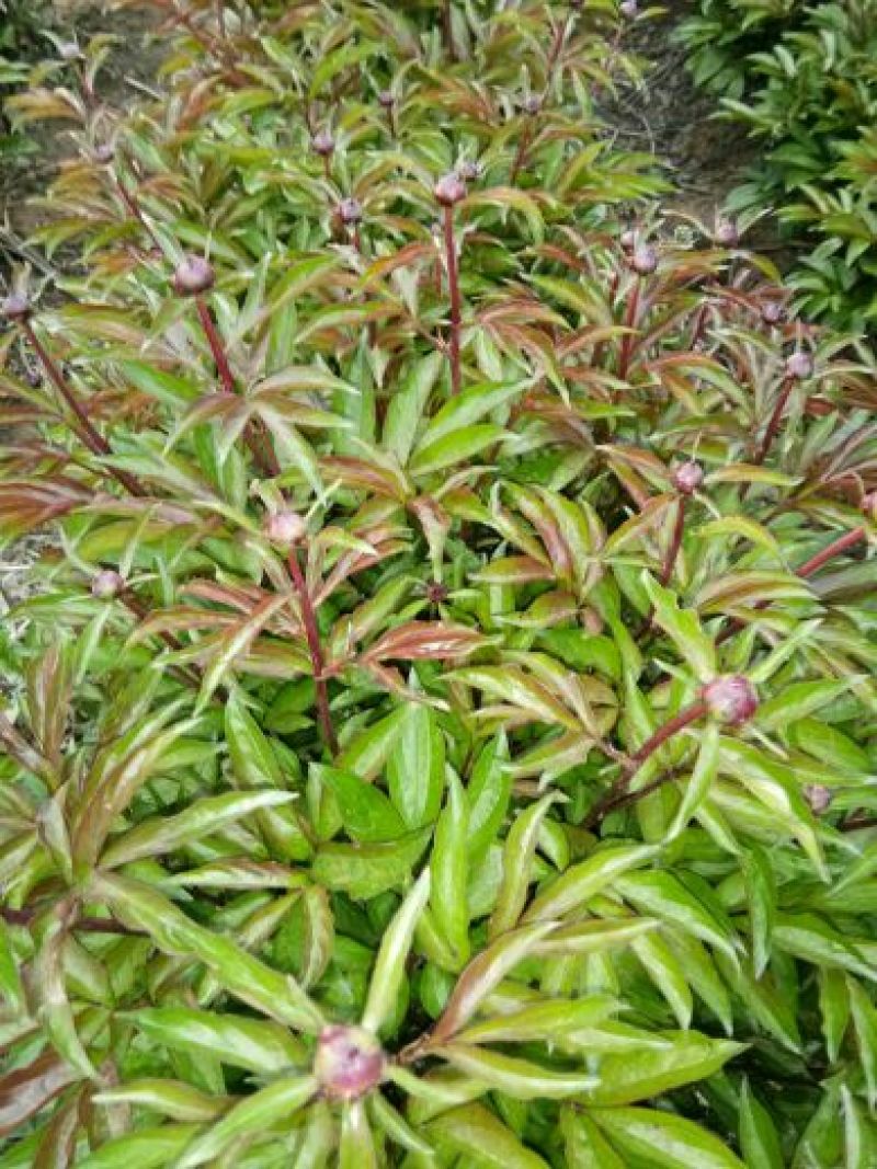 白芍种苗白芍芽，一颗三个芽头