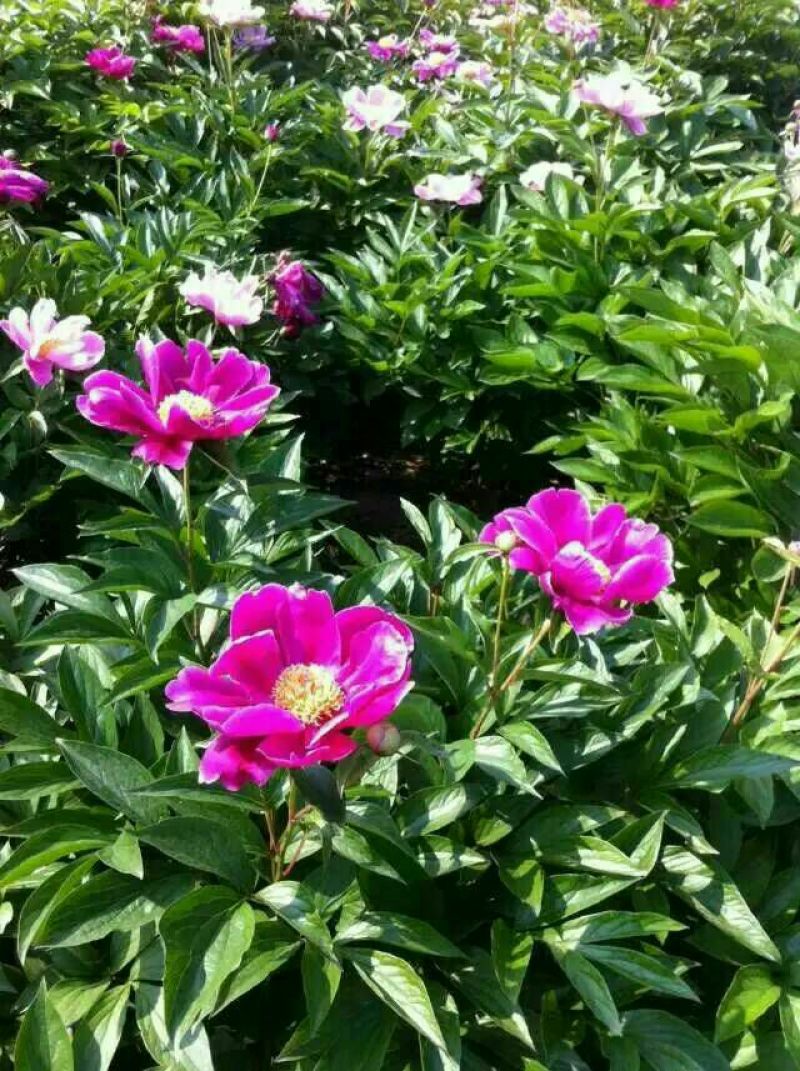 白芍种苗白芍芽，一颗三个芽头
