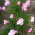 白芍种苗白芍芽，一颗三个芽头
