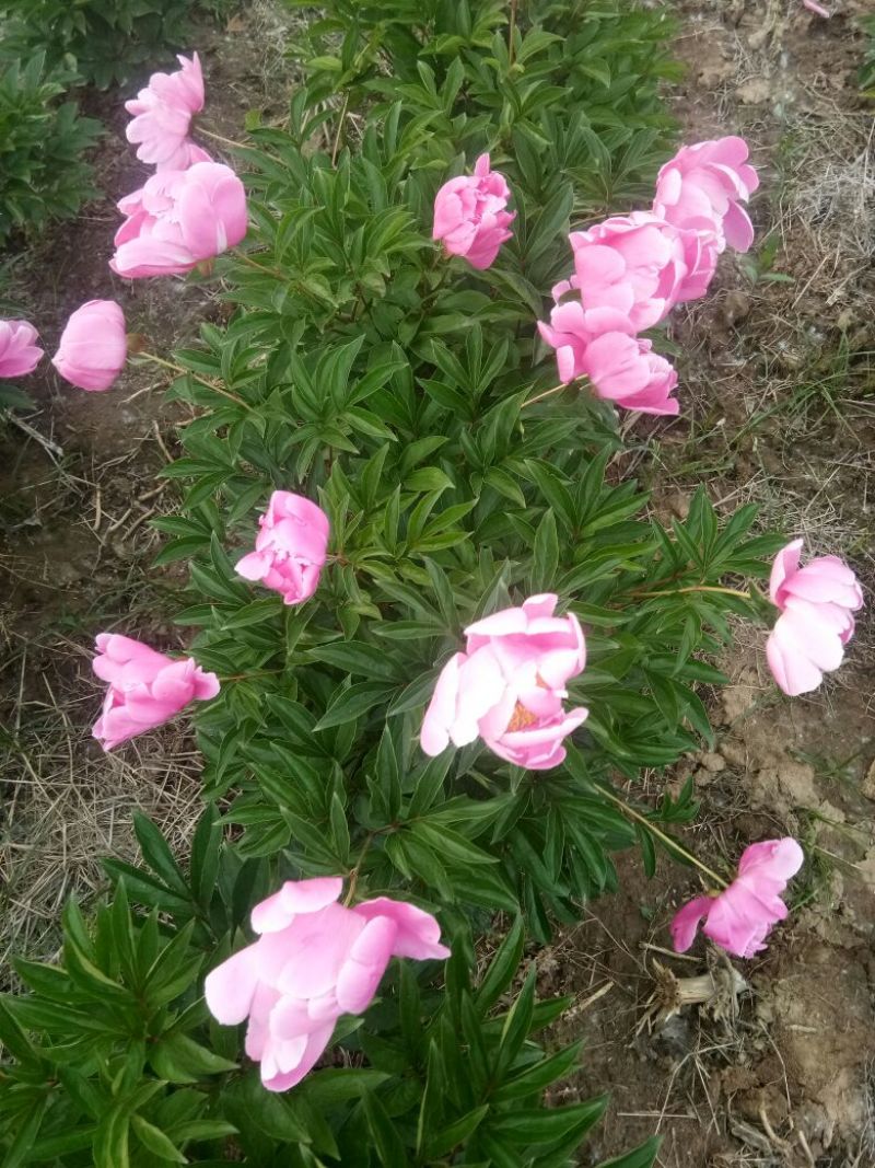 白芍种苗白芍芽，一颗三个芽头