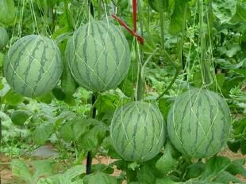 8424西瓜！质优价廉！货源充足！对接商超！欢迎下单！