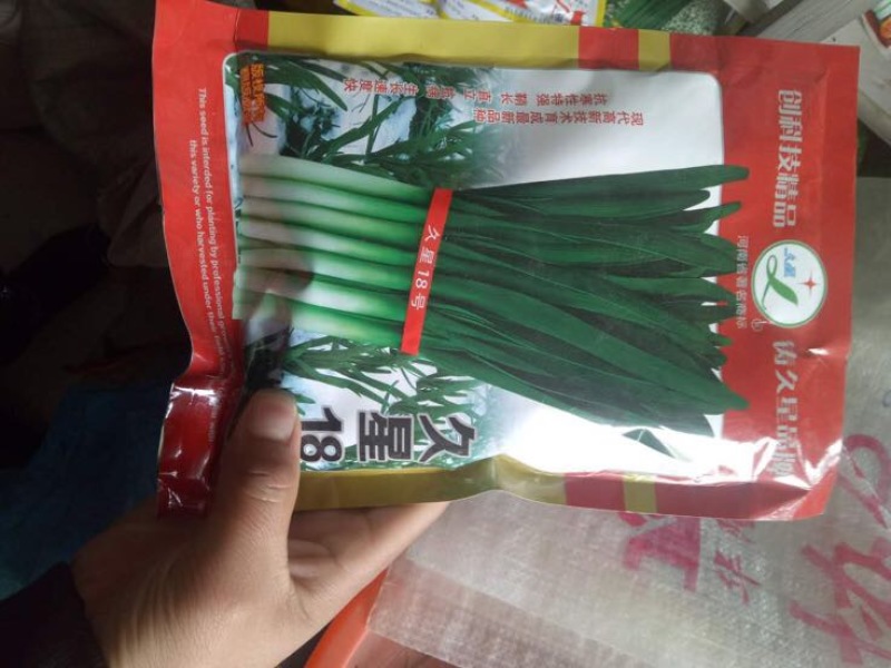 韭菜种子