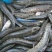 黑鱼鱼苗人工养殖