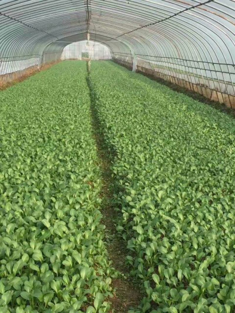 菜苔20~30厘米