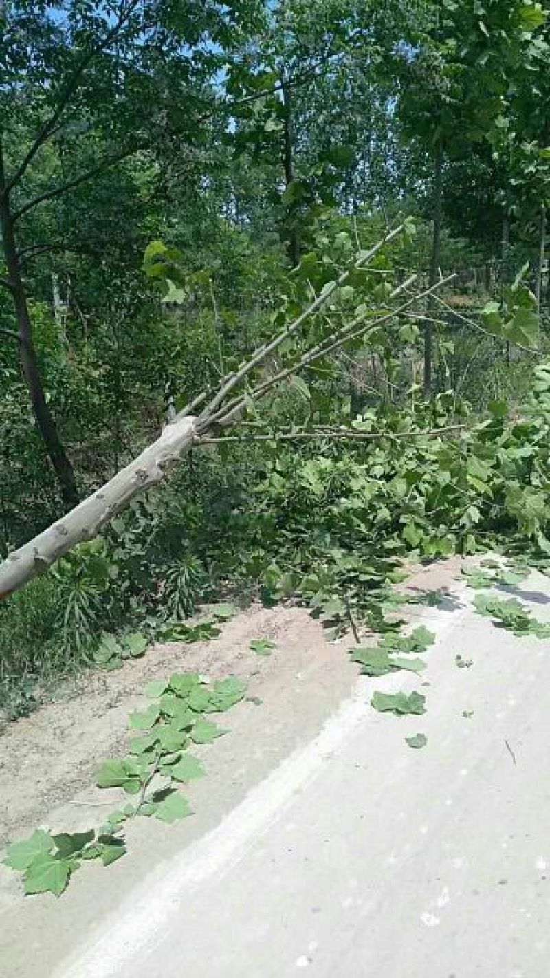 法桐树14~16cm12~14cm3.5~4米3米以