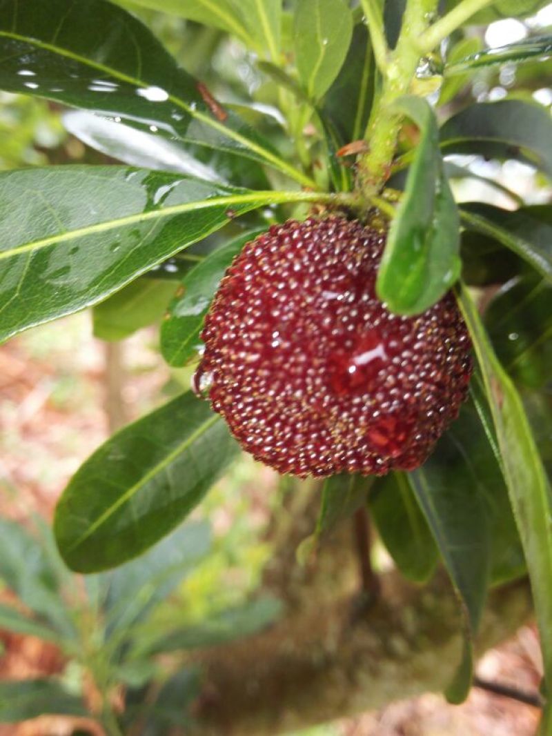 荸荠种2~2.5cm