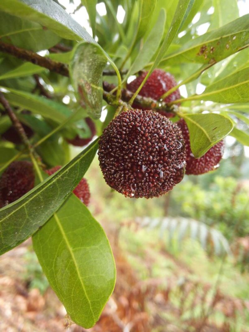 荸荠种2~2.5cm
