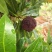 荸荠种2~2.5cm