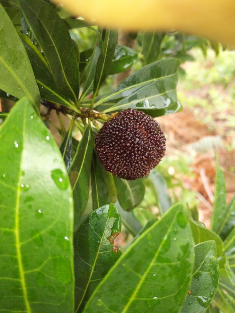 荸荠种2~2.5cm
