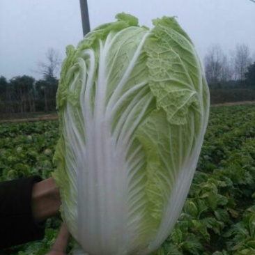 白菜4-8斤净菜