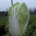 白菜4-8斤净菜