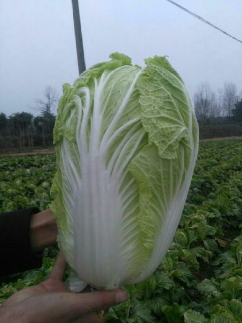 白菜4-8斤净菜