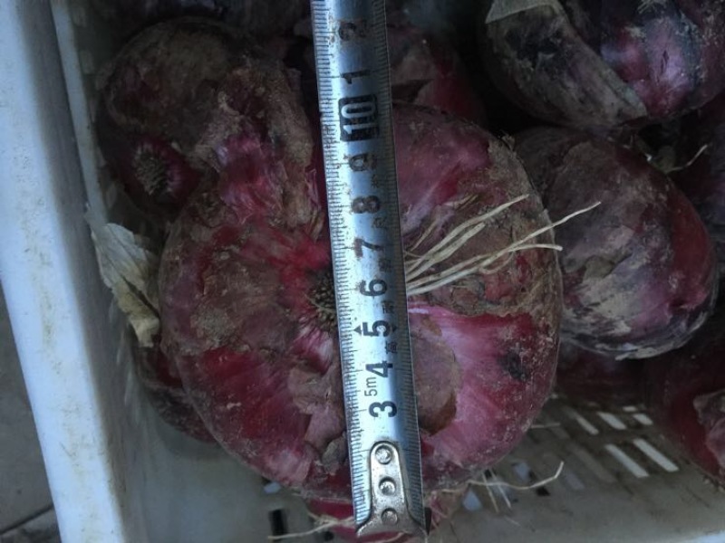 【山东临沂】紫皮洋葱8厘米以上，质优价廉，量大从优