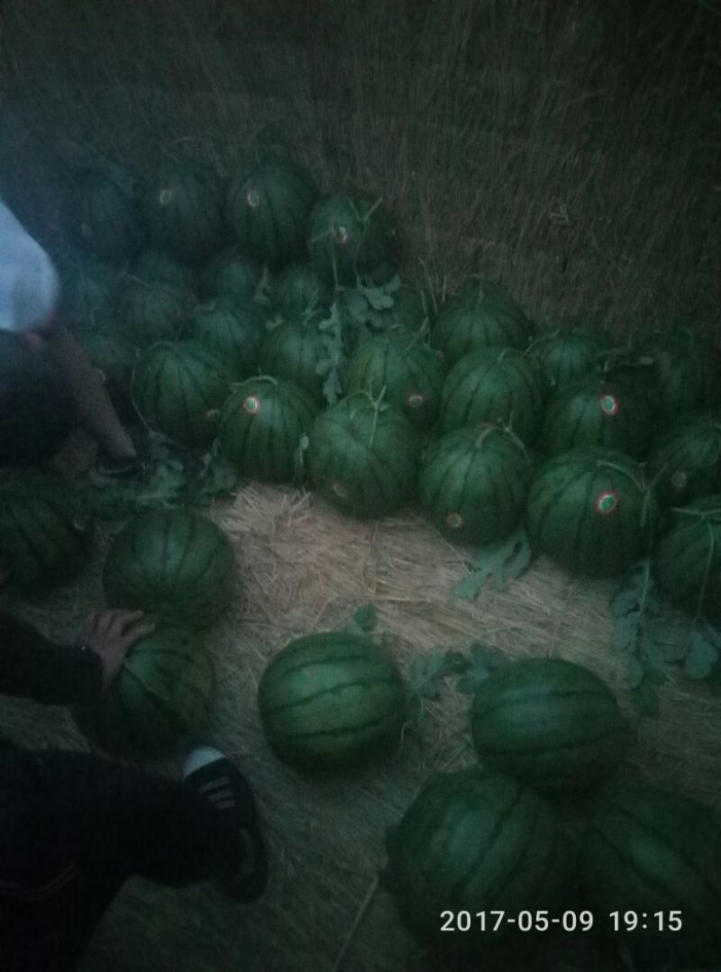 山东大棚甜王西瓜上市中，西瓜大，大西瓜甜又甜
