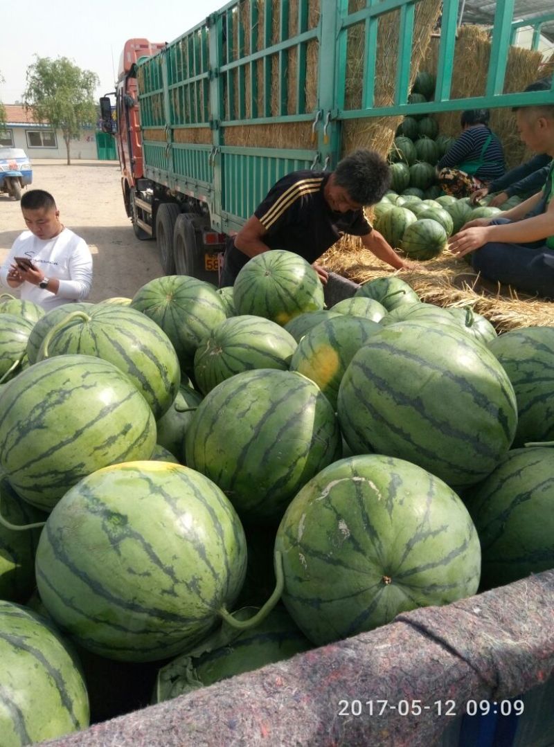山东大棚甜王西瓜上市中，西瓜大，大西瓜甜又甜