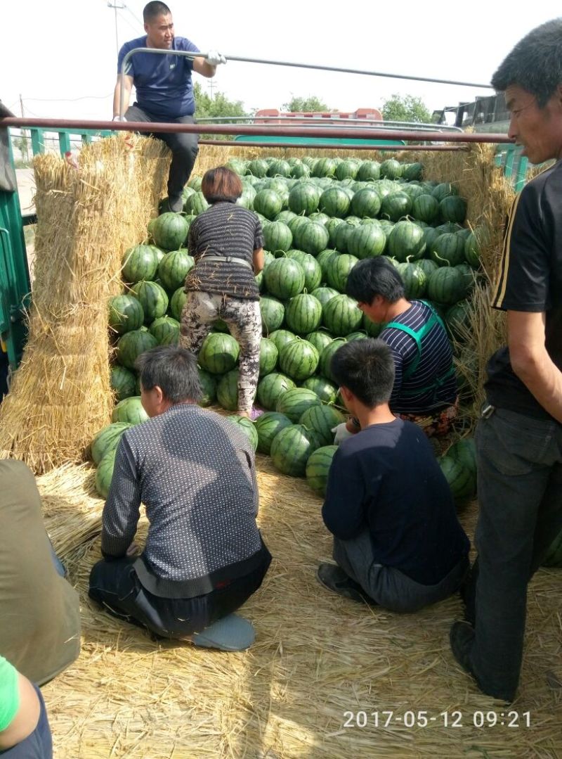 山东大棚甜王西瓜上市中，西瓜大，大西瓜甜又甜