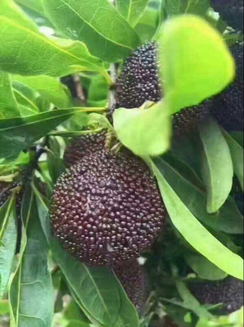 龙海杨梅