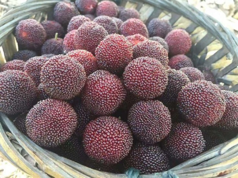 龙海杨梅