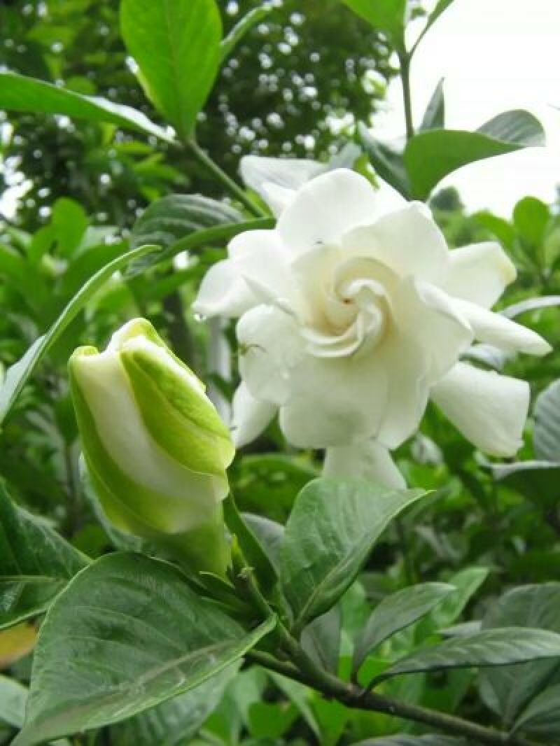 药用栀子花统货